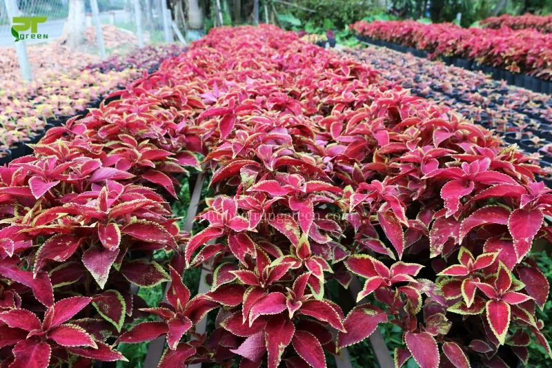 Chăm sóc cây lá gấm để đảm bảo cây phát triển khỏe mạnh và màu sắc đẹp