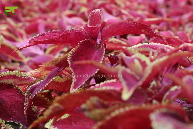 Một mảng trồng cây lá gấm lớn, thể hiện khả năng tạo màu sắc cảnh quan