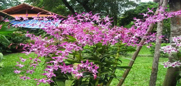 Hình ảnh một chậu lan Dendro Nắng đang được phun dung dịch kích rễ