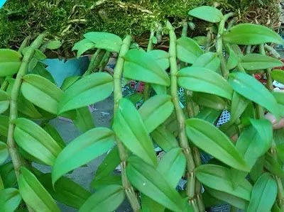 Cận cảnh chùm hoa lan Hạc Vỹ tím nhạt rủ xuống