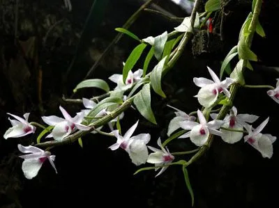 Vẻ đẹp thanh thoát của hoa lan Hạc Vỹ