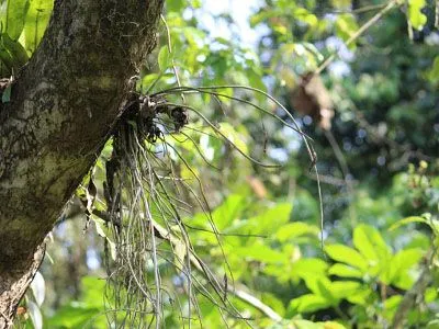 Thân lan Hạc Vỹ mọc trên giá thể gỗ, thể hiện đặc tính ưa sáng, khô thoáng