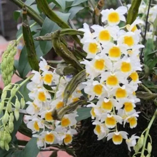 Những cành hoa lan thủy tiên vàng óng, nở rộ trong chậu