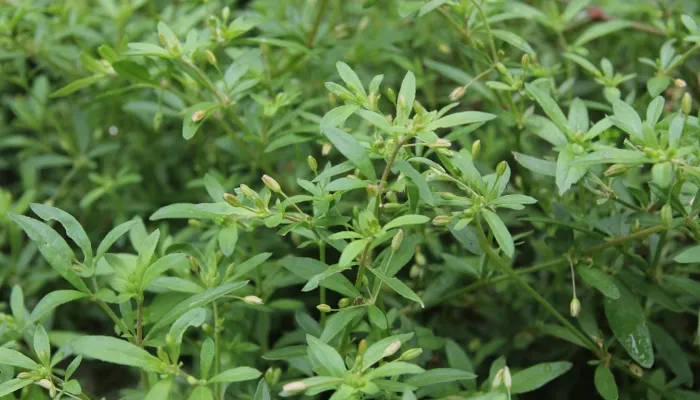 Rau đắng bổ sung các dưỡng chất cần thiết