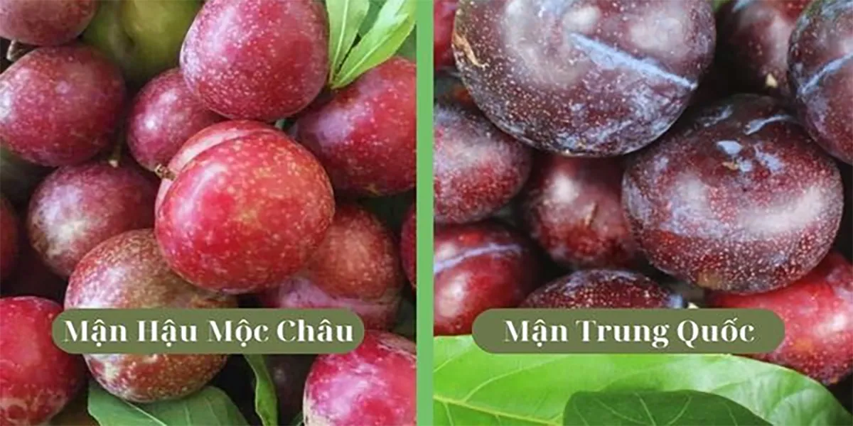 Cách phân biệt mận Hà Nội và mận Trung Quốc. Kỹ thuật chuyên sâu cách trồng mận hà nội Cho Quả Ngọt