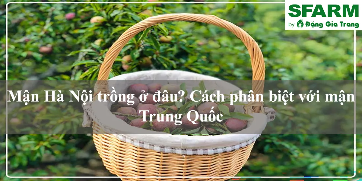 Mận Hà Nội trồng ở đâu? Kỹ thuật chuyên sâu cách trồng mận hà nội Cho Quả Ngọt