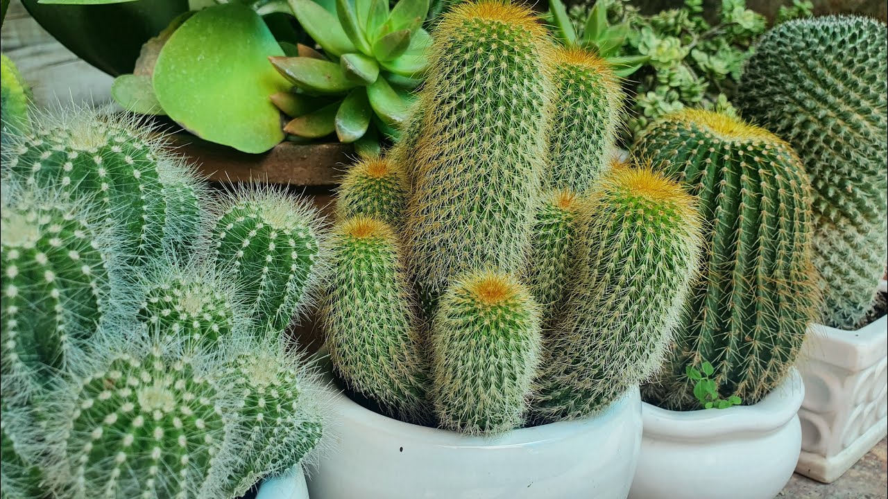 Cách Trồng Xương Rồng Mini Trong Nhà Chuẩn Kỹ Thuật Vu Garden Cách Trồng Xương Rồng Mini Trong Nhà Chuẩn Kỹ Thuật Vu Garden