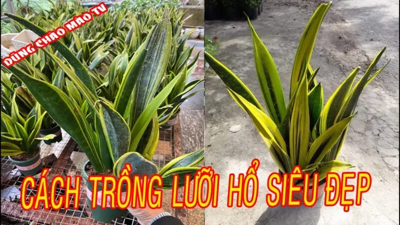 Hướng dẫn chi tiết cách trồng cây lưỡi hổ thái tại nhà