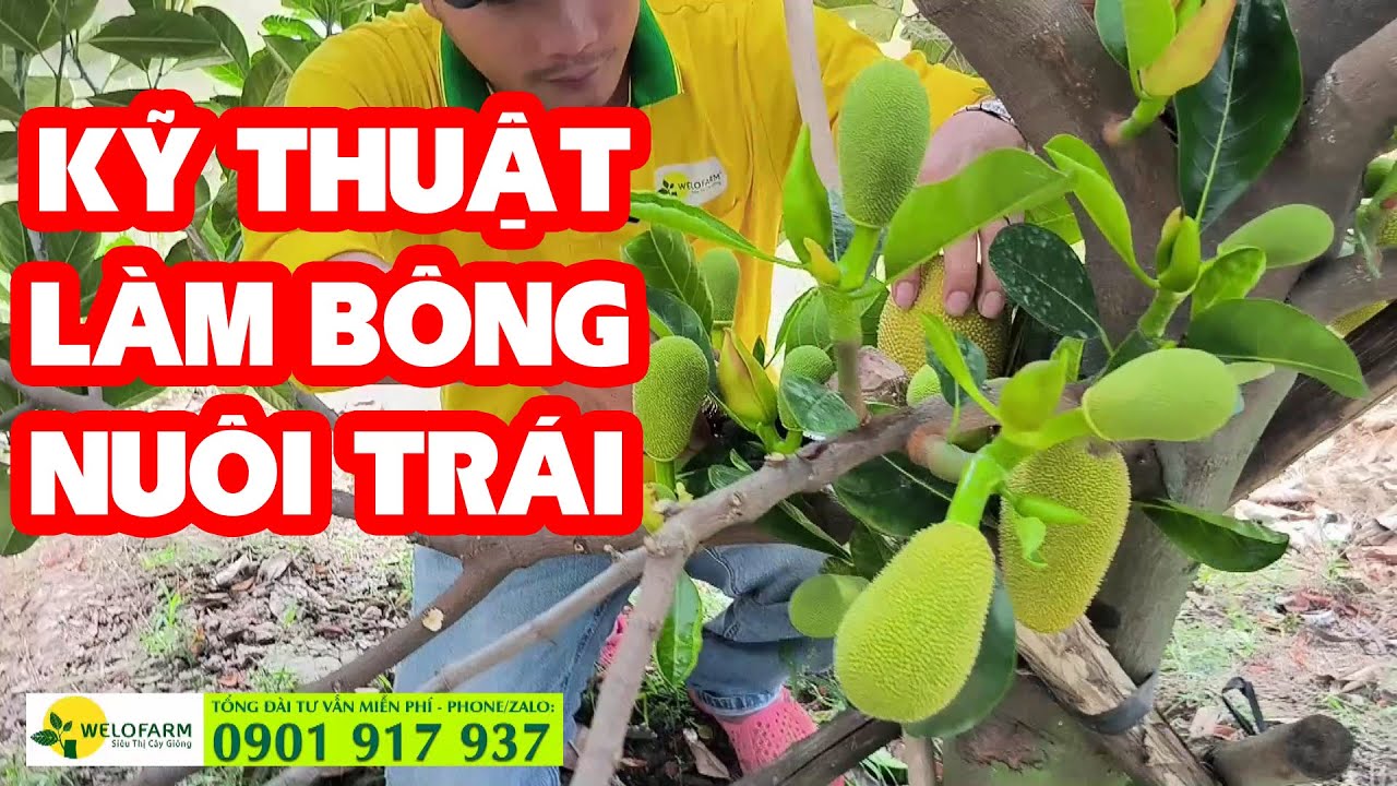 Cách Trồng Và Chăm Sóc Cây Mít Thái Đạt Năng Suất Cao Nhất