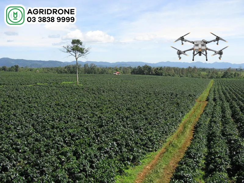 Ứng dụng máy bay không người lái để phun thuốc phòng trừ sâu bệnh trên cây cà phê