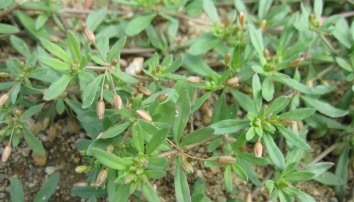 Những điều cần lưu ý khi trồng rau đắng bằng cành