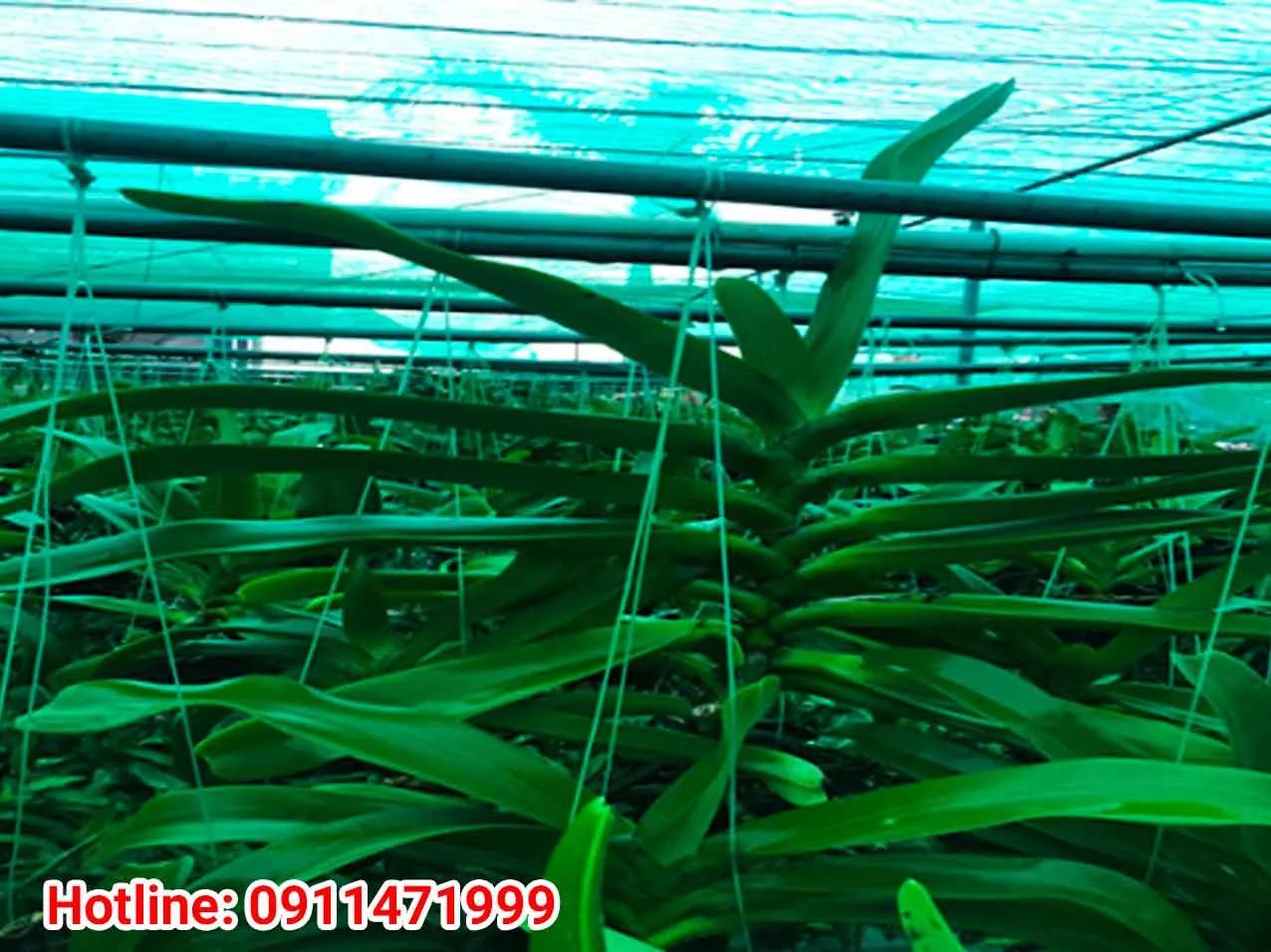 Cây lan ngọc điểm rừng được ghép chắc chắn trên khúc gỗ vú sữa