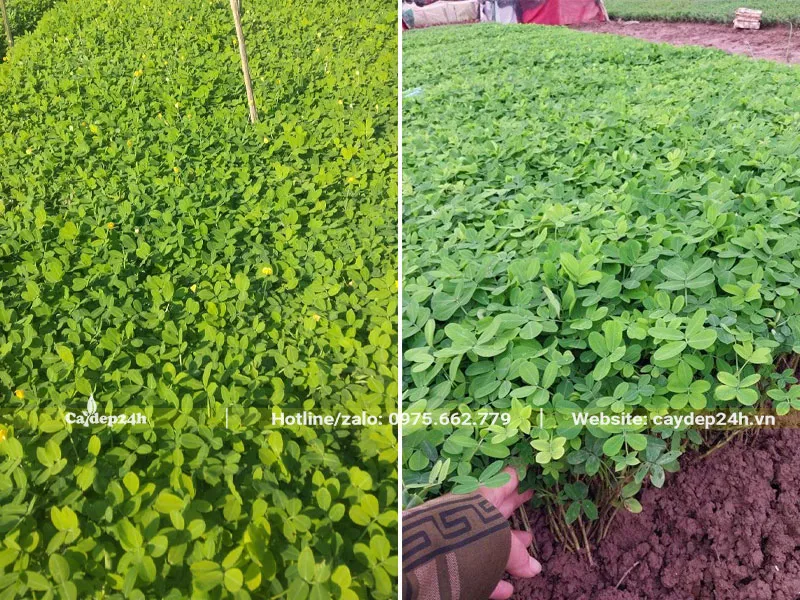 Thu hoạch cây cỏ lạc giống đạt chiều cao tiêu chuẩn để giâm cành hoặc trồng mới