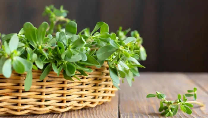 Chuẩn bị cành trước khi trồng