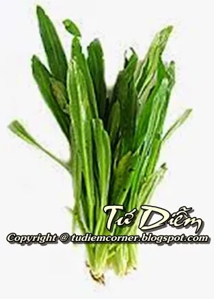 Gốc ngò gai được chọn để giâm, quan sát kỹ có thể thấy phần rễ màu nâu nhạt sẵn có