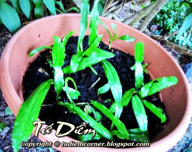 Gốc Ngò Gai sau khi giâm đã bén rễ và mọc thêm lá mới, được đặt dưới bóng mát của bụi Forsythia