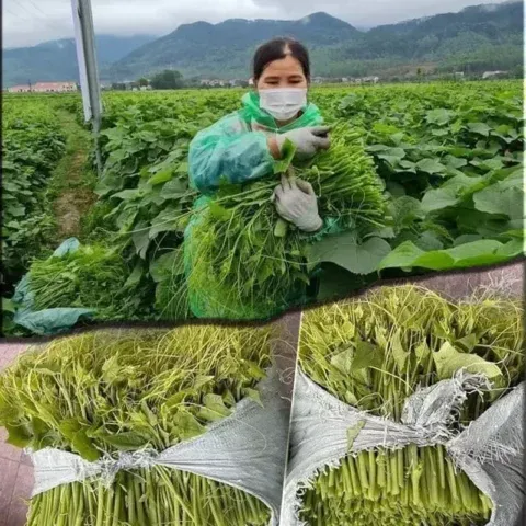 Cây hắc kỷ tử trưởng thành được chăm sóc theo Cách trồng hắc kỷ tử