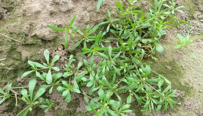 Những điều cần chuẩn bị khi trồng rau đắng