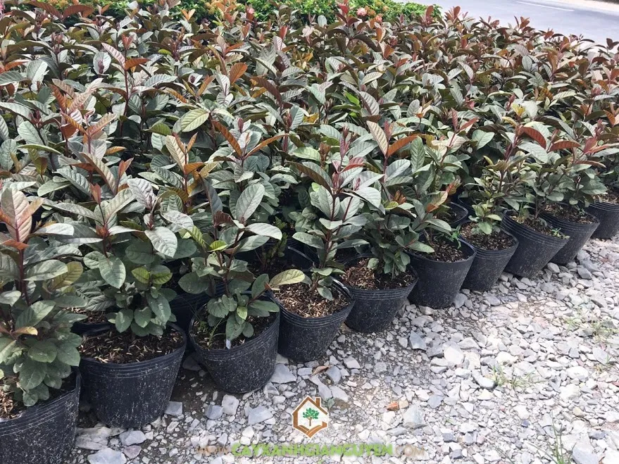 Hố trồng và bón lót đã được chuẩn bị sẵn sàng cho cây Ổi Tím