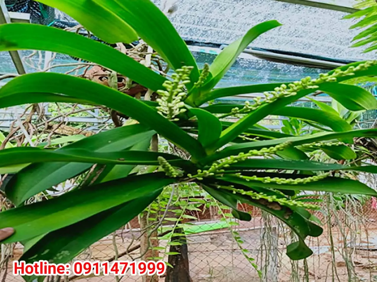 Mô hình giàn che lưới 60% ánh sáng để trồng lan ngọc điểm rừng