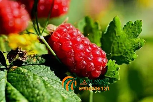 cây mâm xôi trưởng thành với quả đang chín, cần được chăm sóc đầy đủ