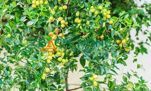 Quy trình xử lý hạt táo tàu trước khi gieo trồng