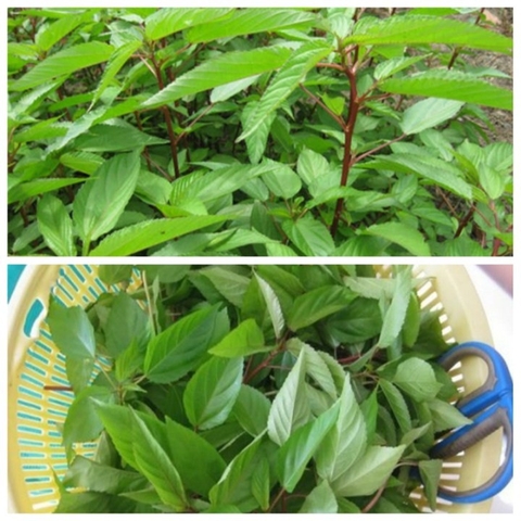 Cách Trồng Rau Đay Bằng Hạt Đạt Năng Suất Cao Ngay Tại Nhà Cách Trồng Rau Đay Bằng Hạt Đạt Năng Suất Cao Ngay Tại Nhà