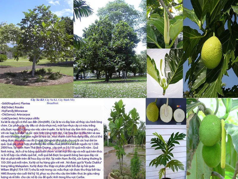 Cách Trồng Cây Sa Kê: Kỹ Thuật Chuyên Sâu Từ Chuyên Gia Vu Garden Cách Trồng Cây Sa Kê: Kỹ Thuật Chuyên Sâu Từ Chuyên Gia Vu Garden