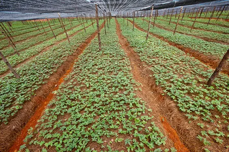 Sơ đồ thiết kế luống và kỹ thuật làm đất trồng Tam Thất đạt tiêu chuẩn