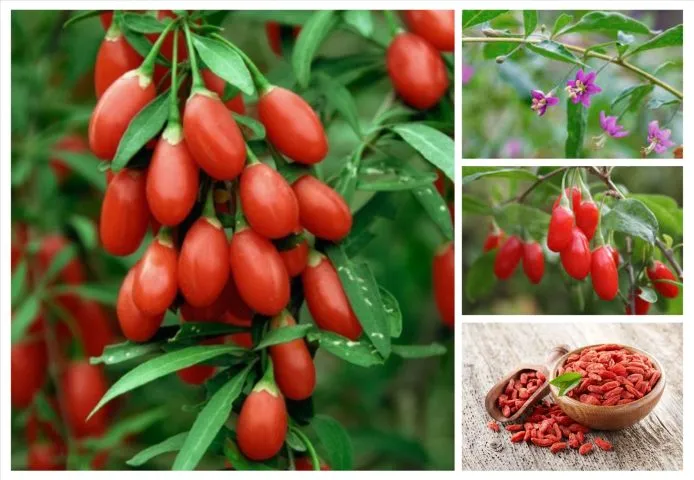 Chuẩn bị giá thể và đất trồng tối ưu cho việc Cách trồng hắc kỷ tử