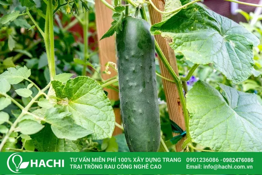 Thu hoạch dưa leo Nhật Bản khi quả to đều, vỏ xanh mướt và cuống còn cứng