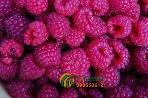 thu hoạch quả mâm xôi tươi tại vườn, kiểm tra độ chín mọng của quả