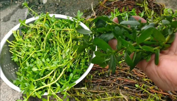 Tiến hành thu hoạch rau đắng