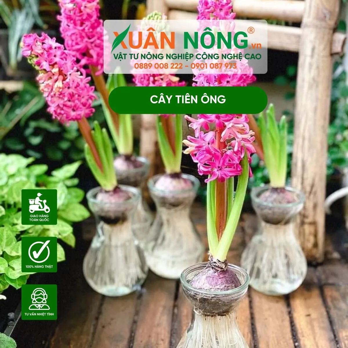 Cây tiên ông trồng thủy canh đã ra rễ và nảy mầm, thể hiện kỹ thuật thủy canh đúng chuẩn