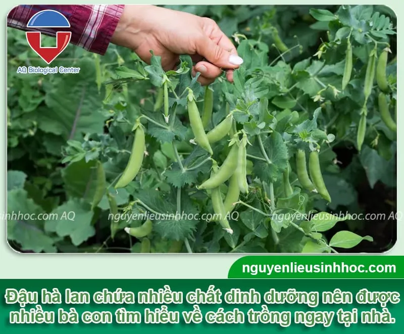 Khái niệm chung về cách trồng đậu hà lan và giá trị dinh dưỡng