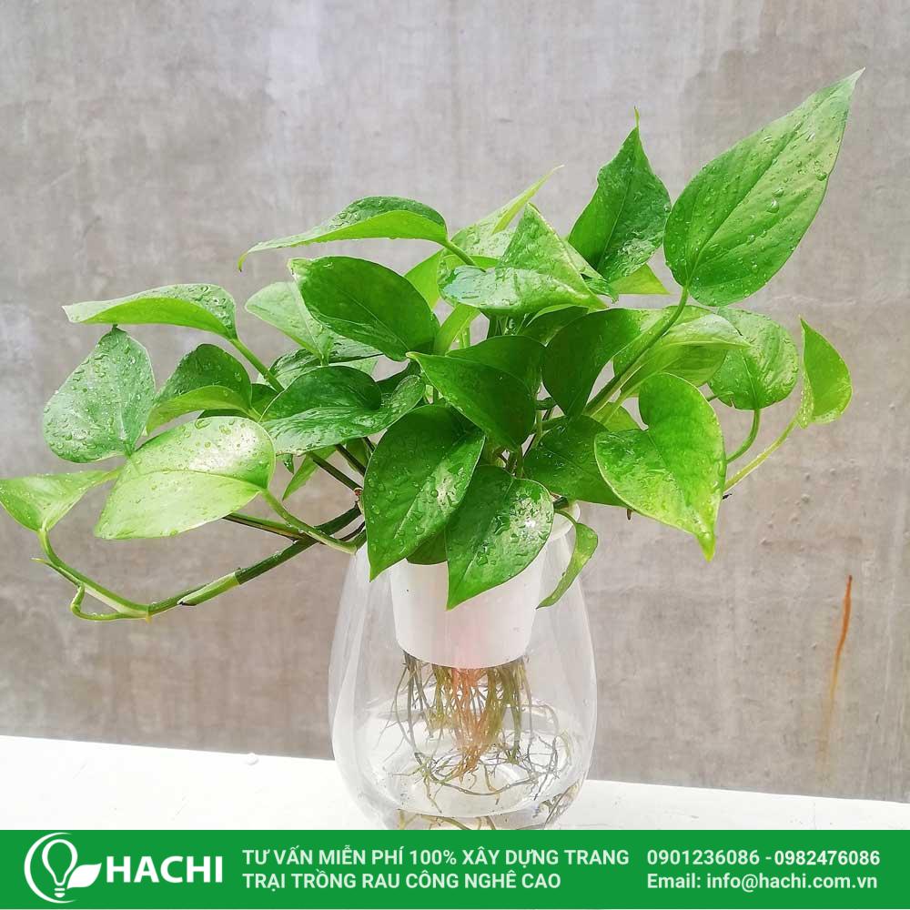 Cách Trồng Trầu Bà Trong Hồ Cá: Hướng Dẫn Kỹ Thuật Đơn Giản Cho Người Mới