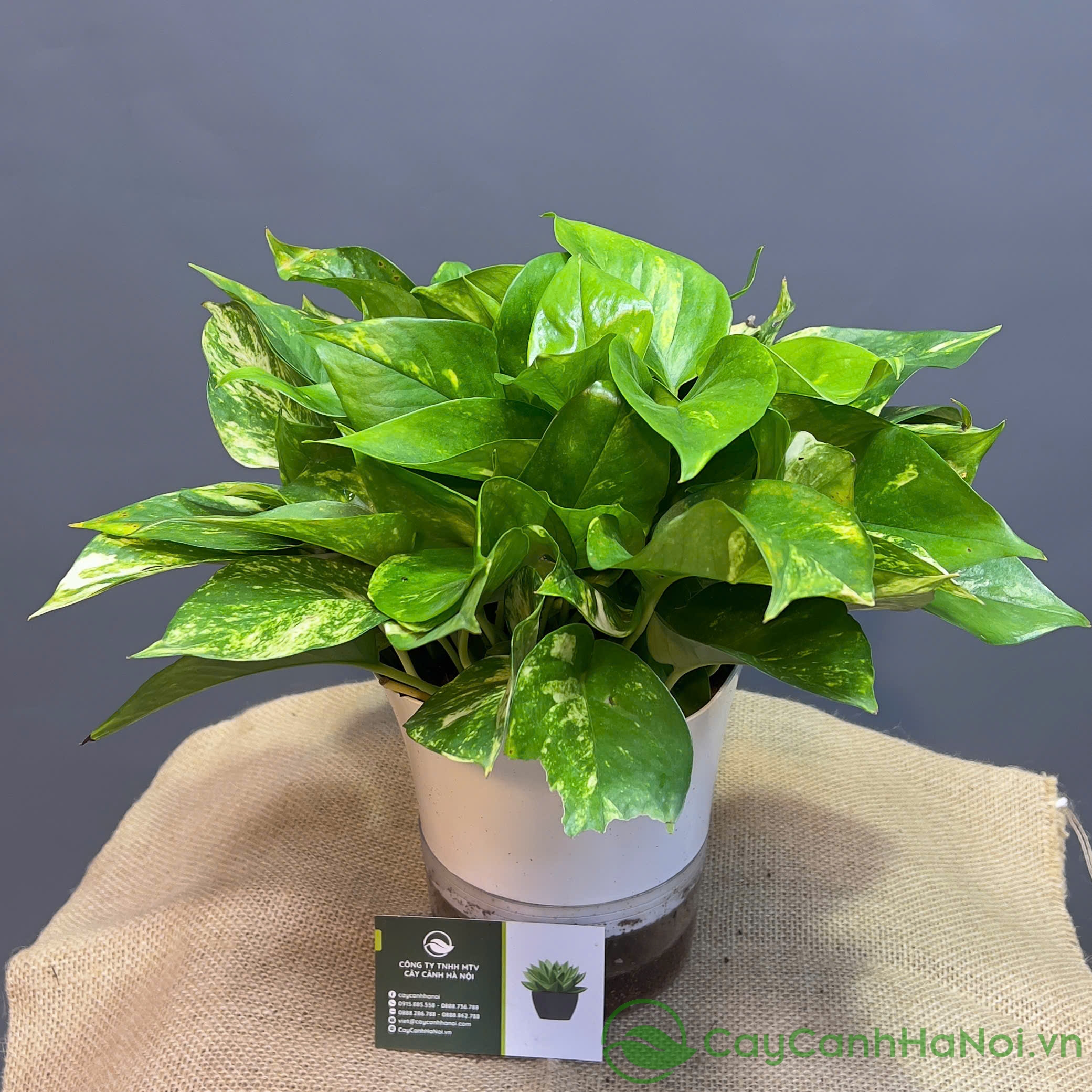 Cách Trồng Trầu Bà Trong Hồ Cá: Hướng Dẫn Kỹ Thuật Đơn Giản Cho Người Mới