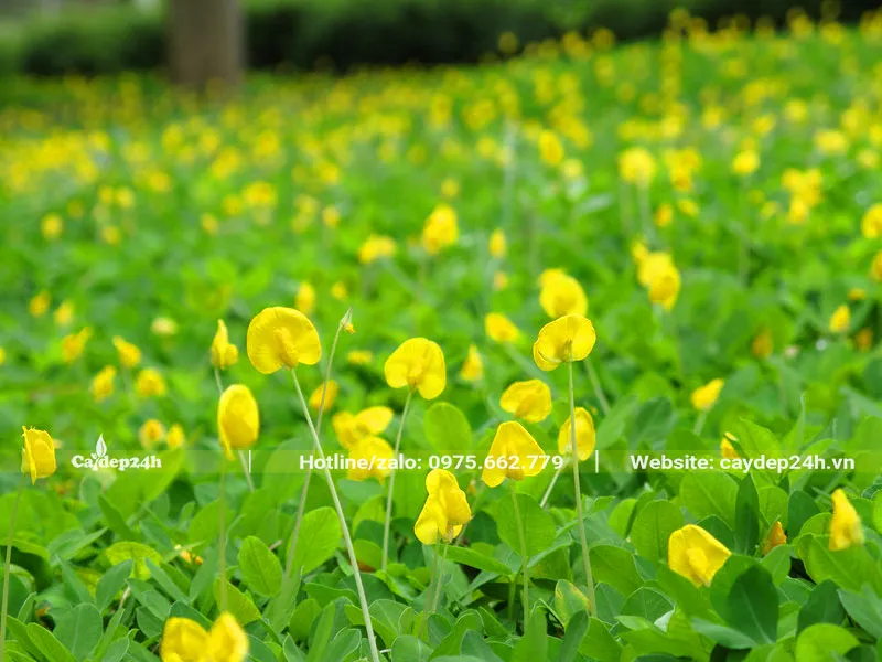 Thảm cỏ lạc được trồng từ hạt, đảm bảo ra hoa vàng rực rỡ, lâu dài
