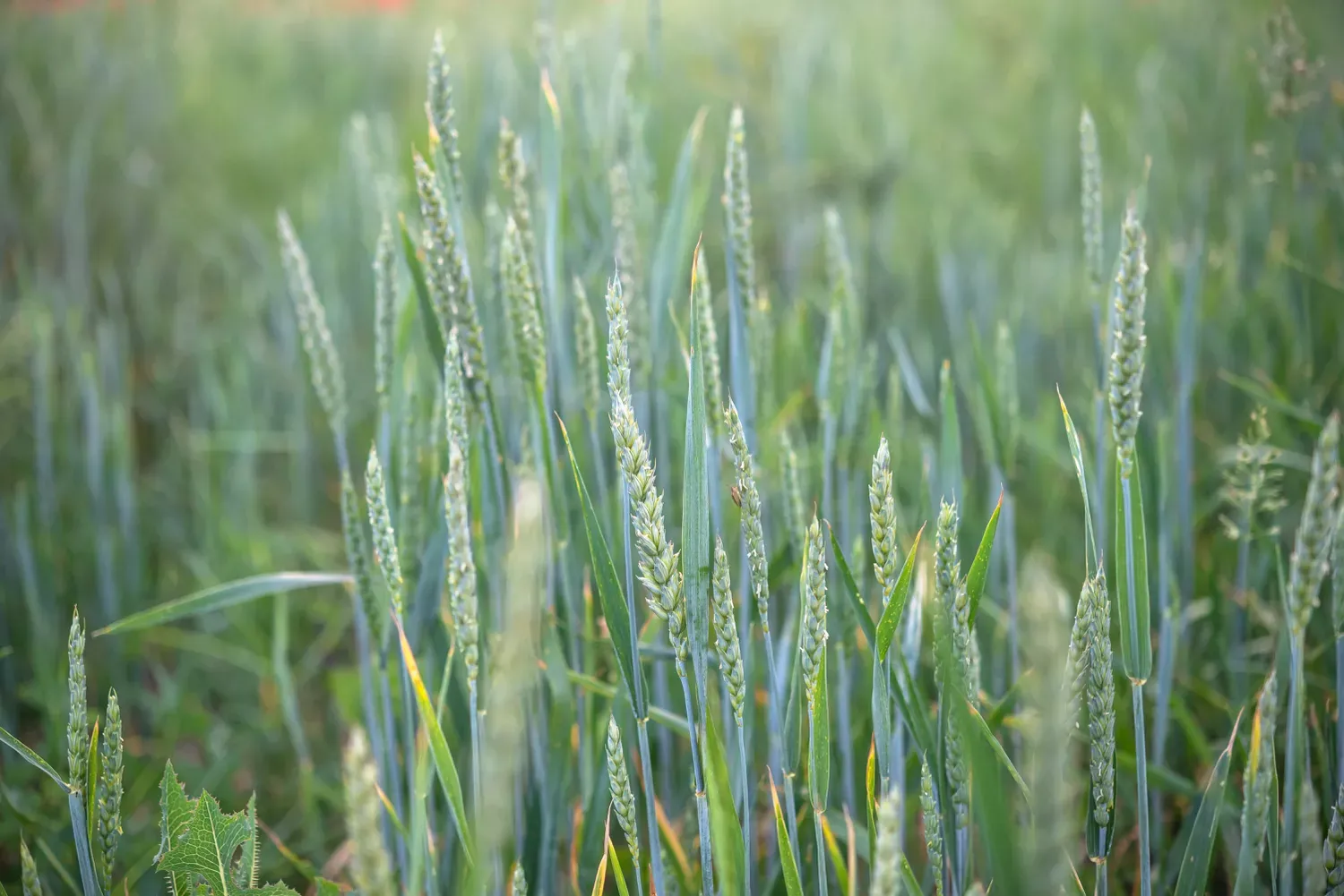 Cây lúa mì xanh cao mọc trên cánh đồng, cho thấy sự chăm sóc lúa mì đúng cách