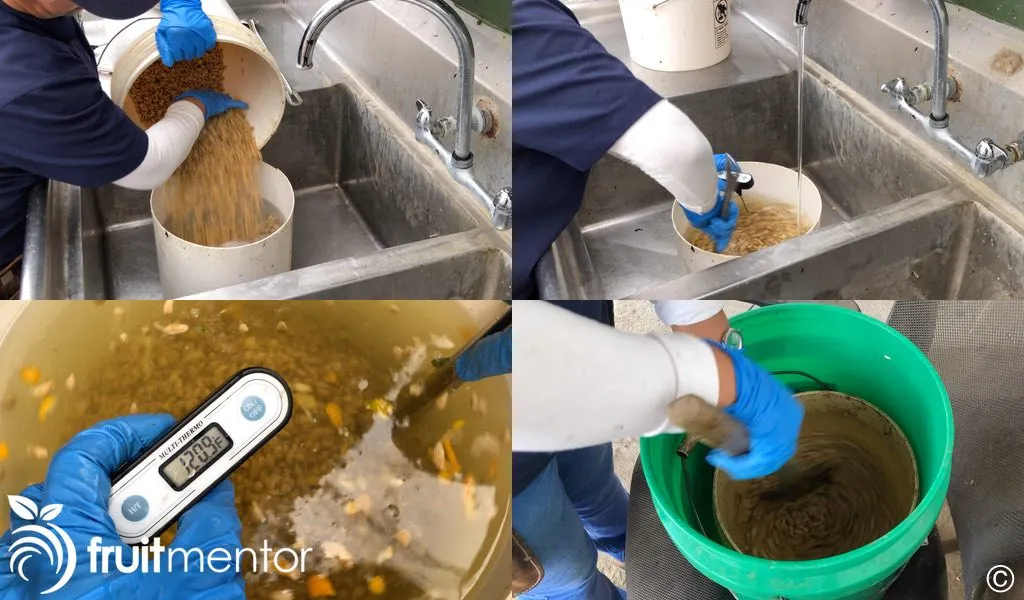 Xử Lý Nhiệt Và Dùng Thuốc Diệt Nấm Cho Hạt Giống Đảm Bảo Tỉ Lệ Nảy Mầm Cao