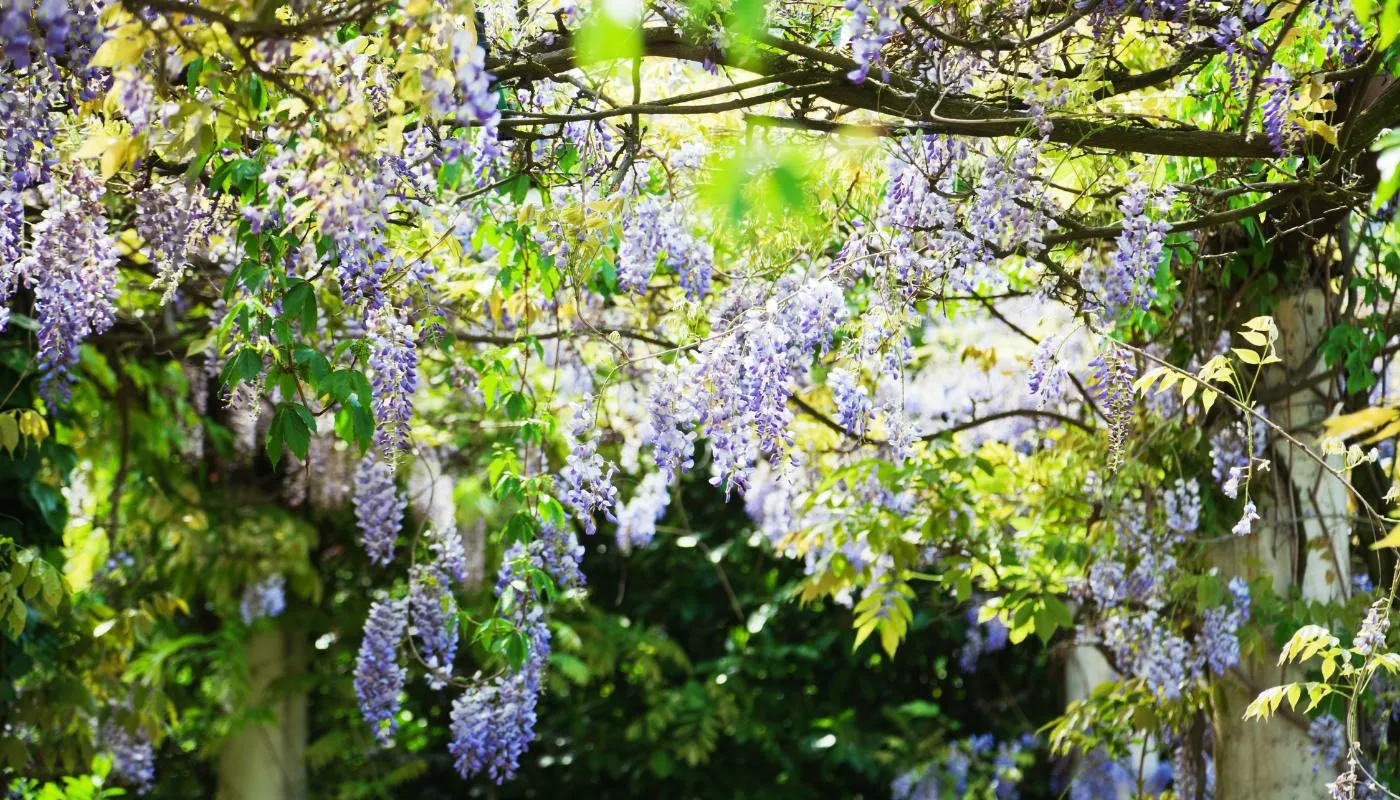 Ý nghĩa của cây tử đằng bao gồm may mắn, chào đón thân thiện, tình yêu vĩnh cửu và tuổi trẻ nhiệt huyết
